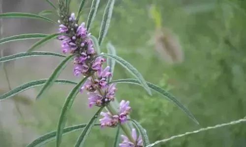 这些土地里长出的“保健品”，排毒、活血、抗菌……还便宜！