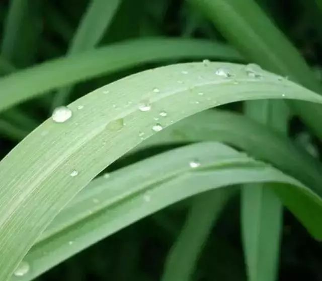 日本驱蚊好物,夏天灭蚊必备好物