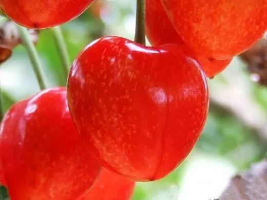 西安樱桃采摘全攻略,西安樱桃采摘时间表