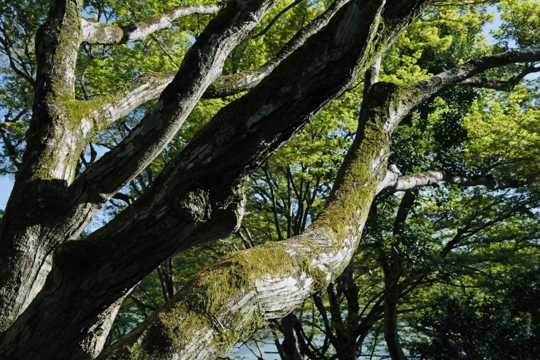 大阪｜你错过了这座带仙气儿的寺庙，以及跳蚤市场和潮牌一条街…