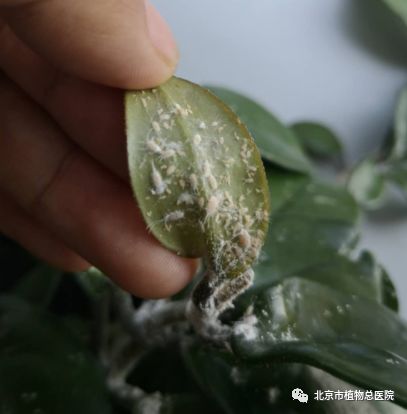 出现虫子,发现有虫子怎么处理