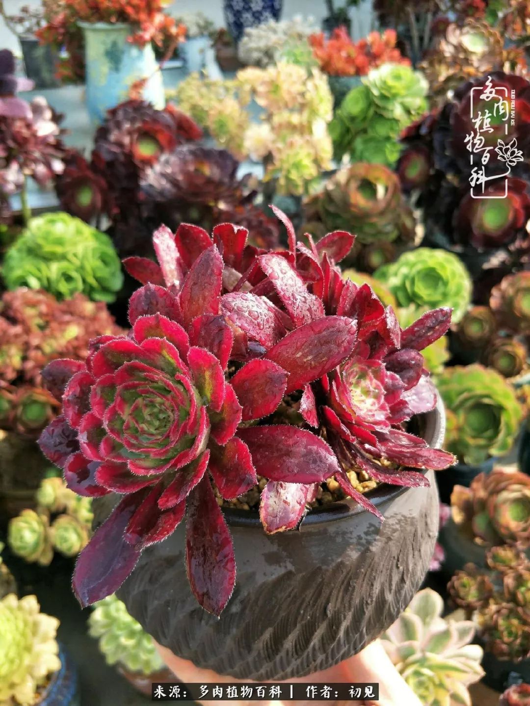 从开始养多肉就对多肉疯狂热爱,多肉美肉控养方法