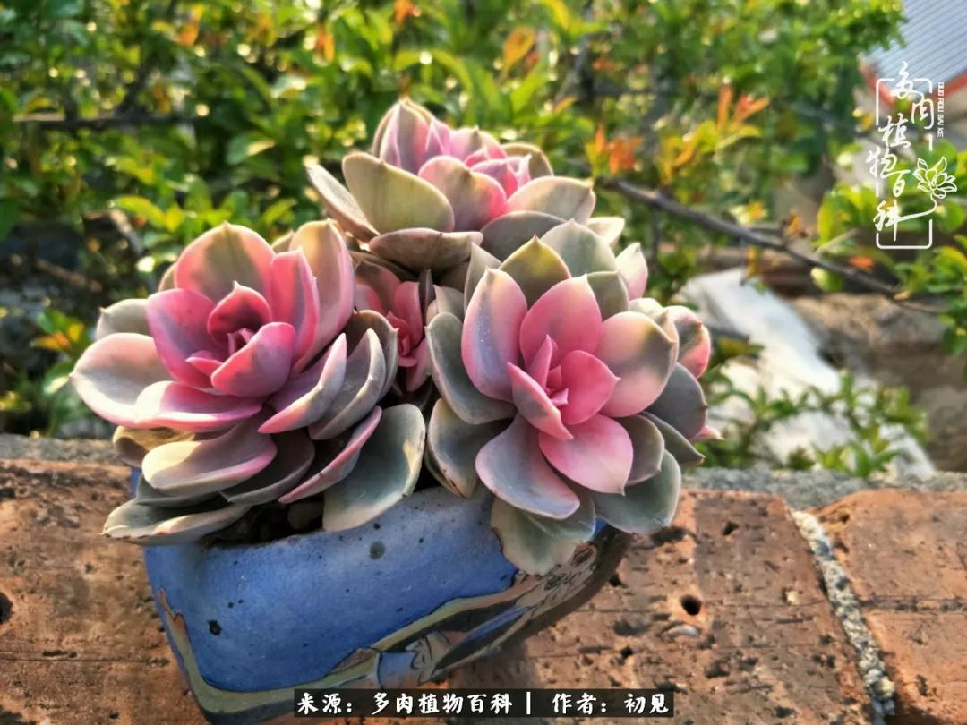 从开始养多肉就对多肉疯狂热爱,多肉美肉控养方法