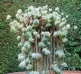 多肉老桩怎么才能更好看,紫珍珠多肉老桩可以用全颗粒土吗