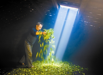 茶是一片神奇树叶,东方树叶和我们平常泡的茶