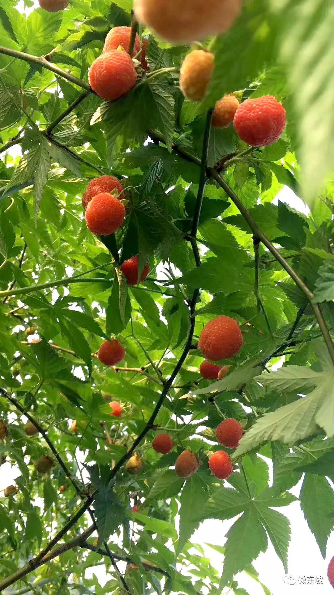 树莓采摘时节,又到了采摘树莓的季节