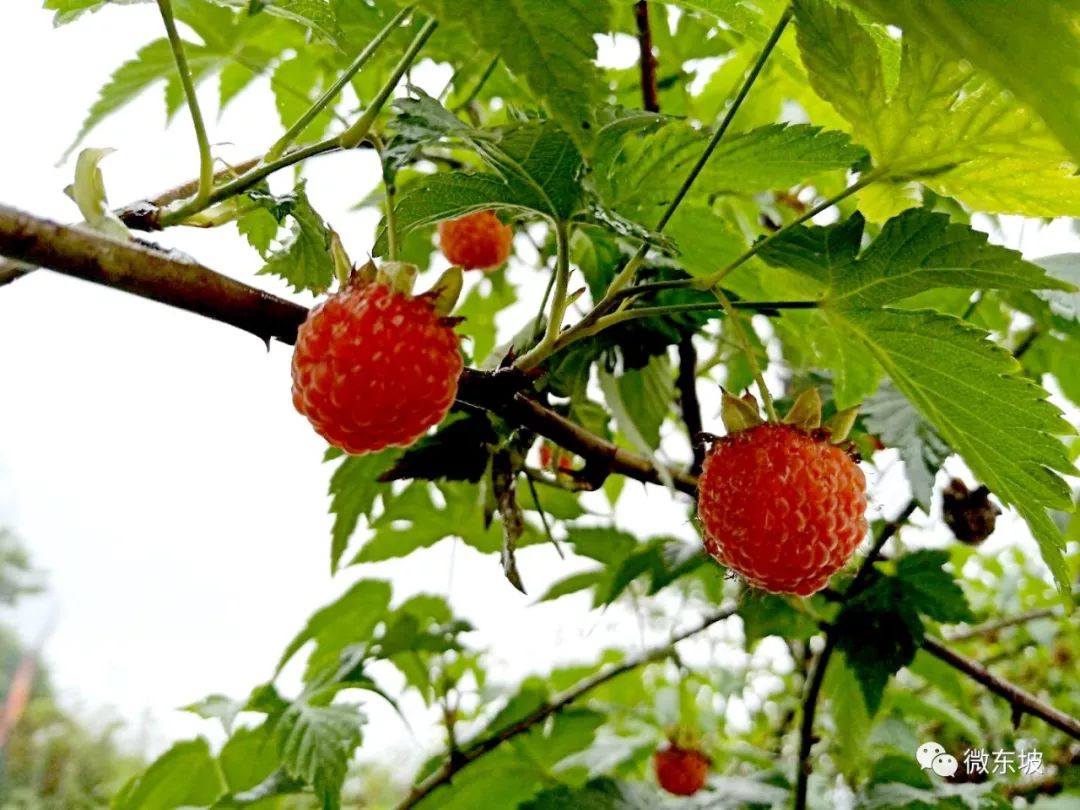 树莓采摘时节,又到了采摘树莓的季节