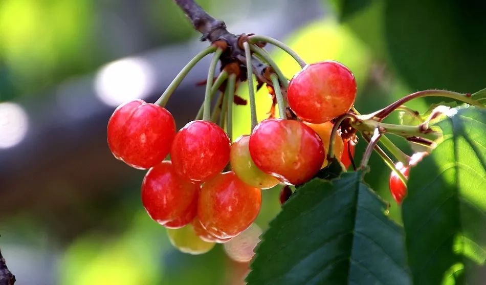 陕西的樱桃好吃,陕西大樱桃酸甜可口