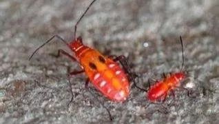 红色小虫“结队”现身厦门！看着好吓人！对人体有伤害吗？园林专家说……