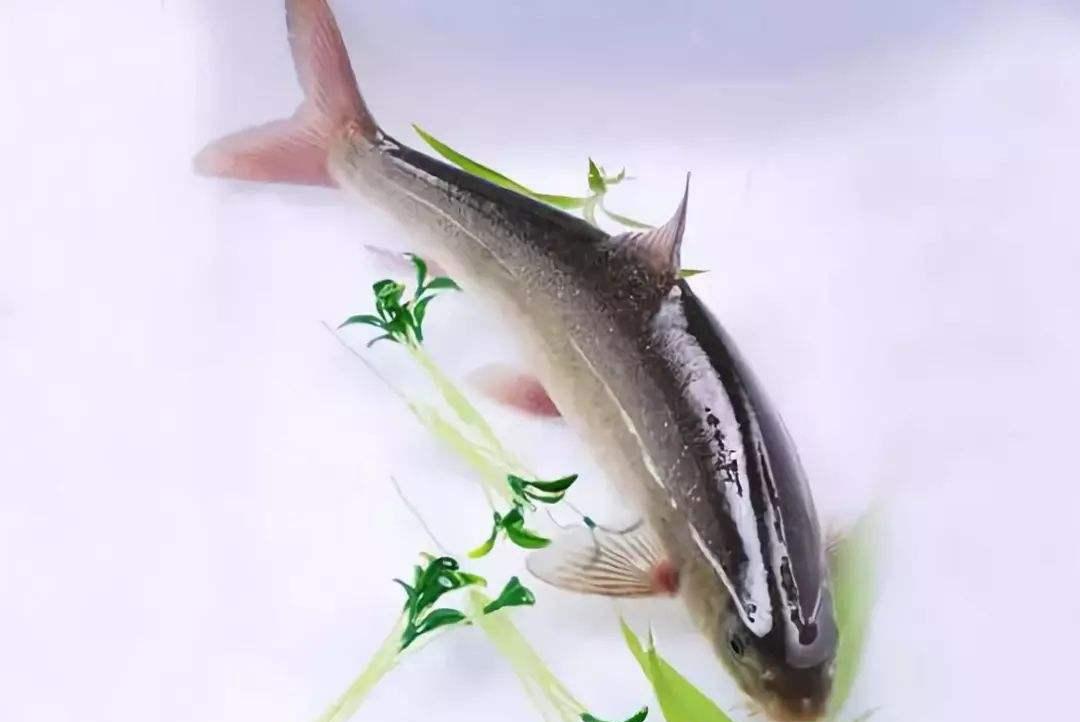 天府美食宋宴,天府文化美食简介