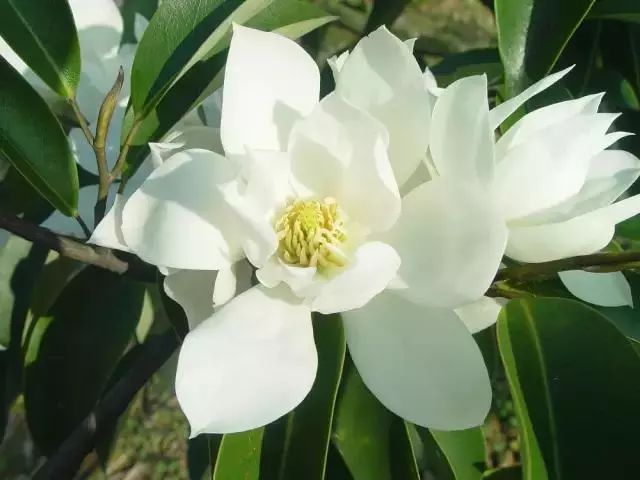 仙人掌养花知识,仙人掌养不死的诀窍