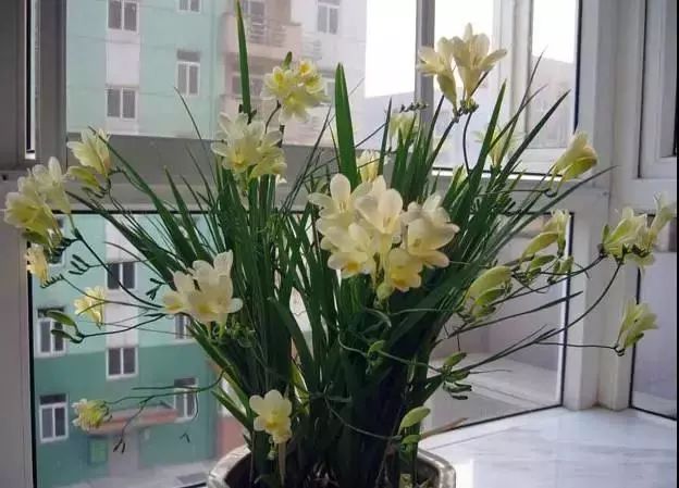 仙人掌养花知识,仙人掌养不死的诀窍