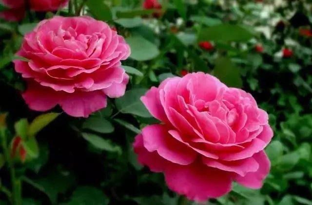 仙人掌养花知识,仙人掌养不死的诀窍