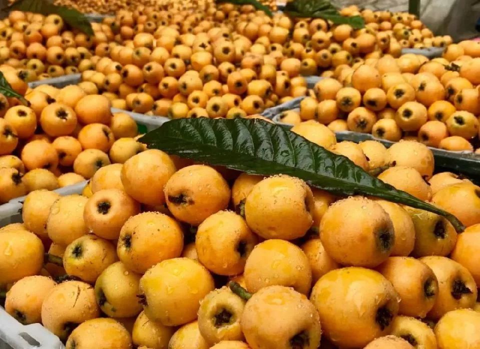 贵阳乌当花果山枇杷,贵阳摘枇杷最好的地方求推荐