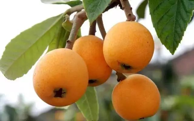 贵阳乌当花果山枇杷,贵阳摘枇杷最好的地方求推荐