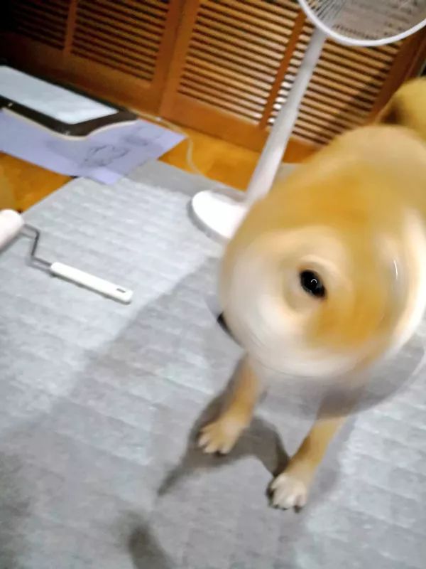 日本“手工鬼才”捏的小动物模型，比表情包还沙雕