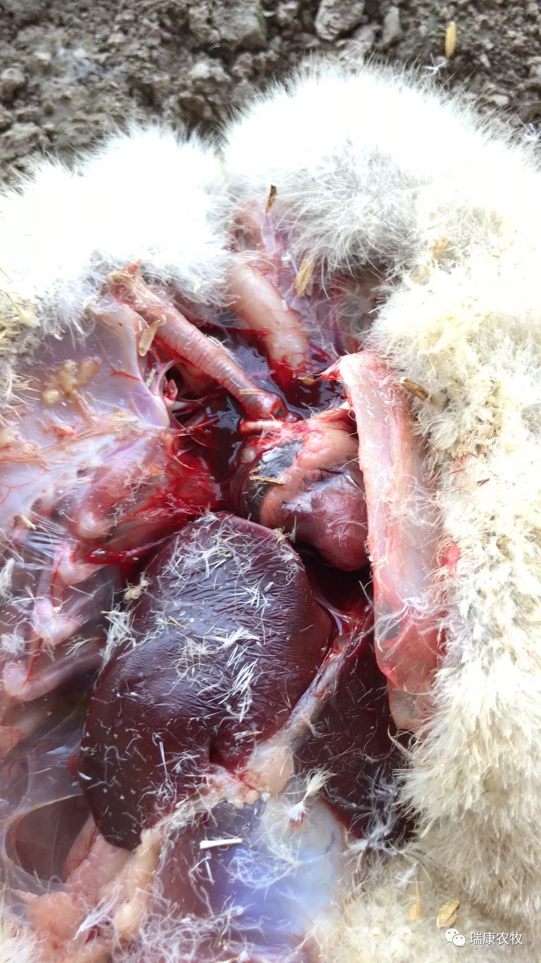 养鹅前景与投资价值,广西养鹅1000只利润和成本