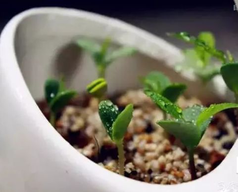 坏掉的苹果有什么用处,坏掉的苹果