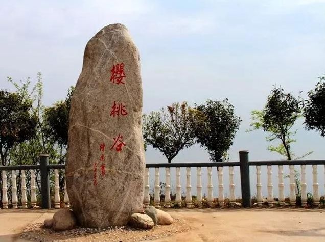 拿好这篇西安采摘樱桃指南,西安白鹿原樱桃采摘