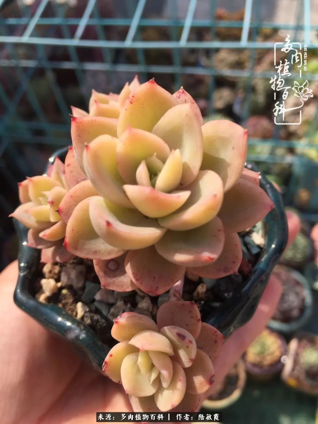 往后余生与花草相伴,往后余生与健康相伴