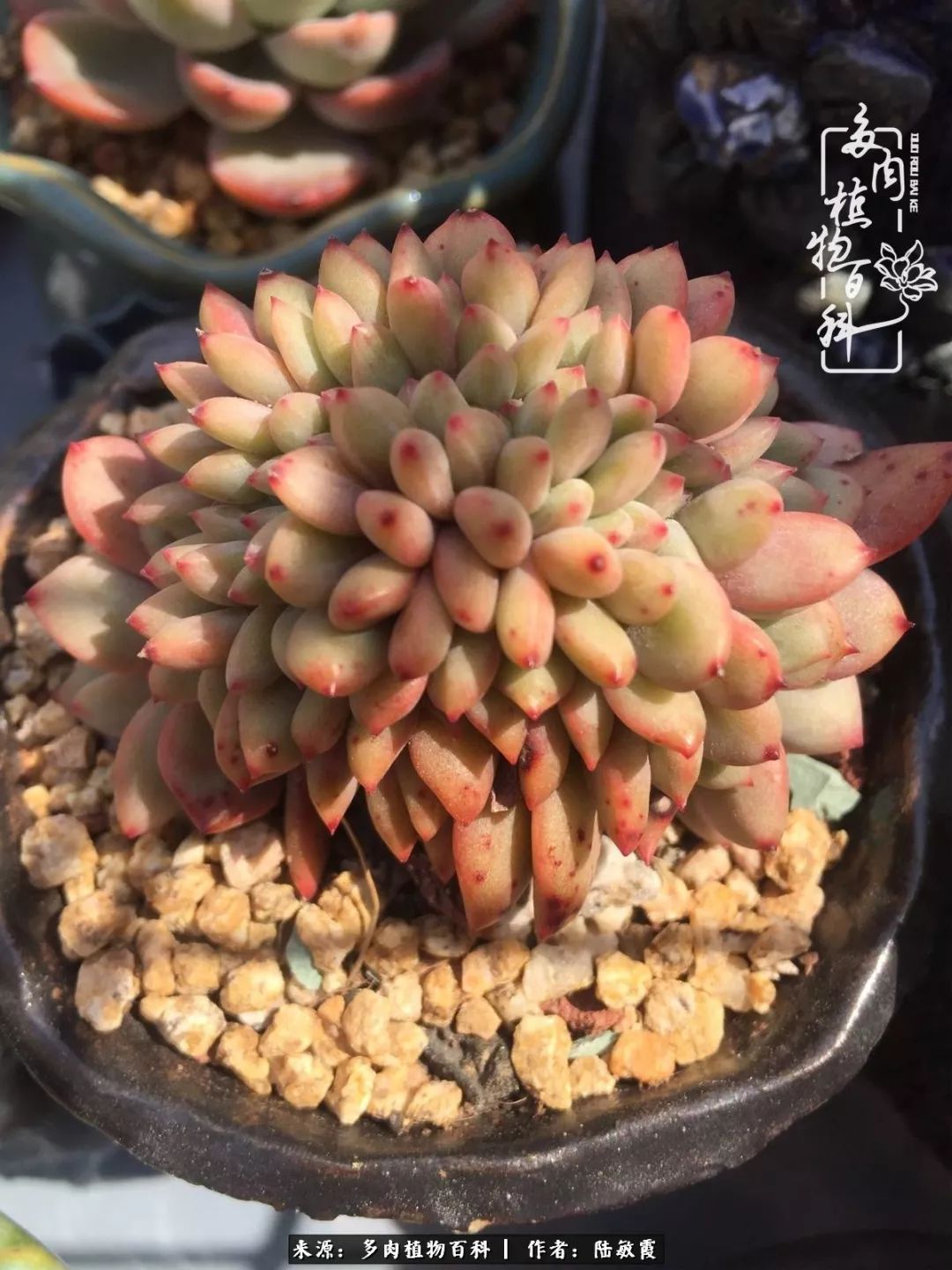 往后余生与花草相伴,往后余生与健康相伴