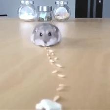 仓鼠的嘴巴和舌头是怎么样的,仓鼠这么可爱能吃掉吗