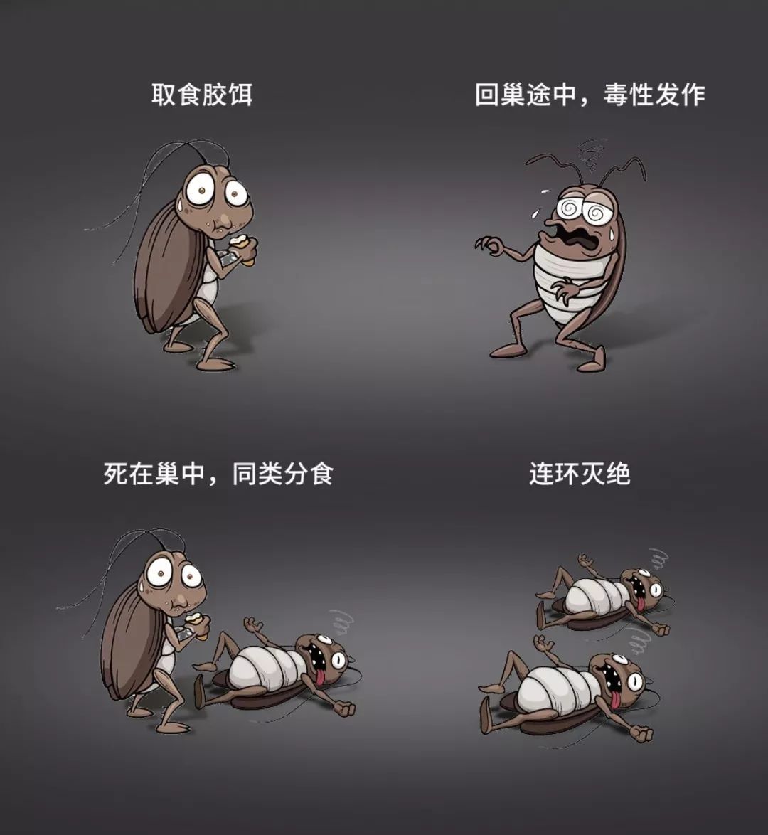 家里有蟑螂怎么样才能把它给消灭,家里有蟑螂用什么东西来消灭它