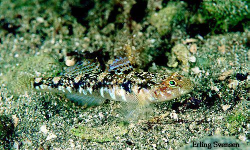 鱼儿会说话吗,鱼儿叫动物吗