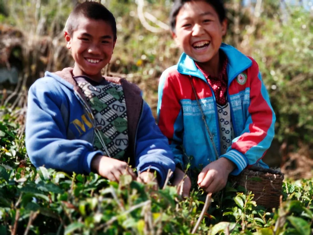 传承彝族茶文化,彝族茶的历史文化