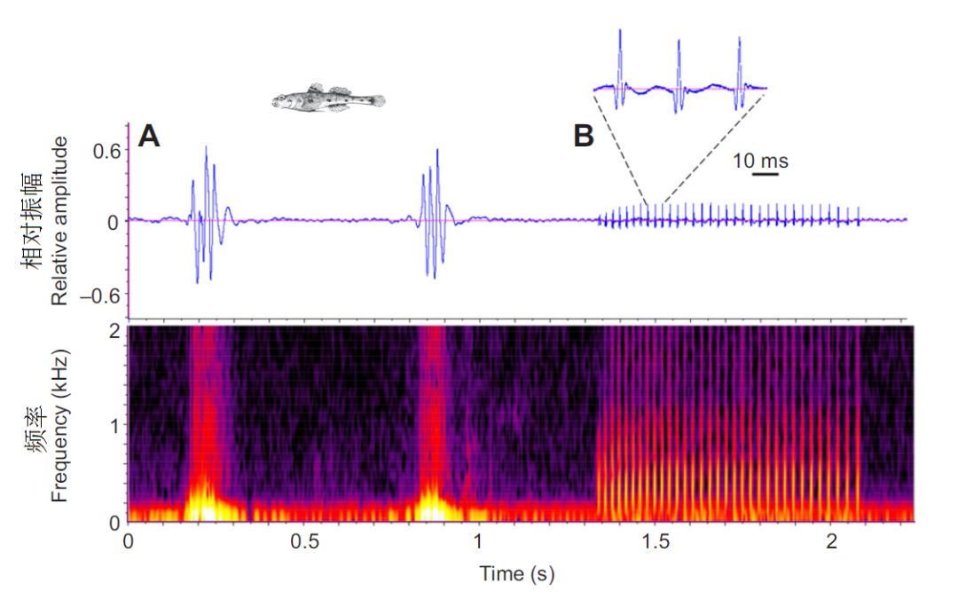 鱼儿会说话吗,鱼儿叫动物吗