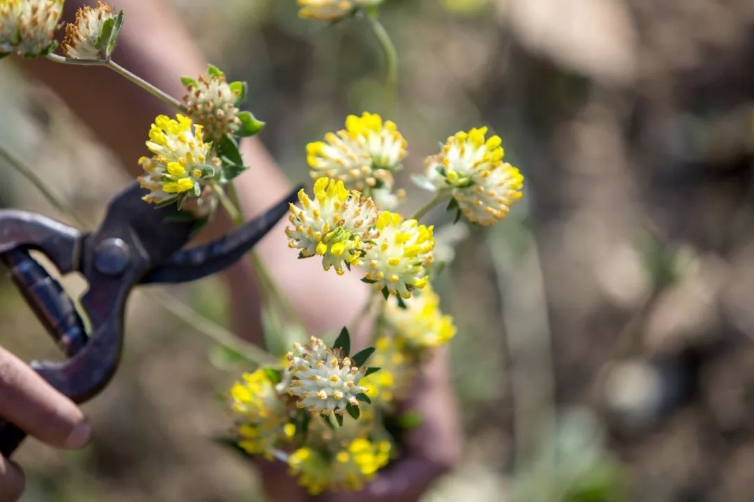 林允的命运,林允为什么这么美貌
