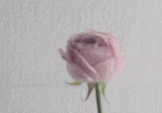 寻香|还原派VS颠覆派？诶呦~想不到这花还有两副面孔！（上）