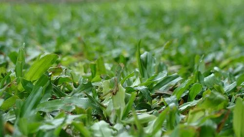 寻香|还原派VS颠覆派？诶呦~想不到这花还有两副面孔！（上）