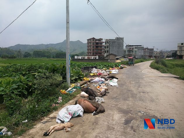 广西南流江水源地拟撤销，为何？二级保护区内实地观察：企业无环评报告就生产，垃圾堆现多头死猪