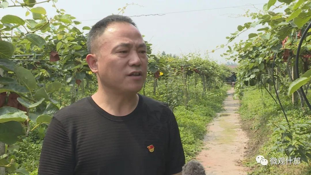 什邡市猕猴桃种植过程,什邡猕猴桃示范园