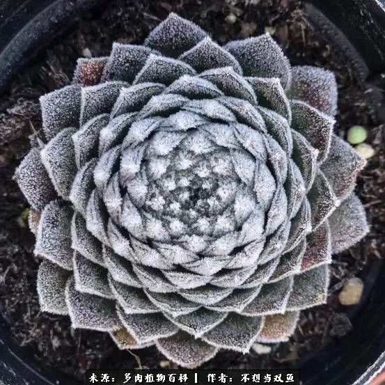 这是个什么神仙草？我被*引勾**了！不能自己一个人进坑！