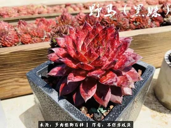 这是个什么神仙草？我被*引勾**了！不能自己一个人进坑！