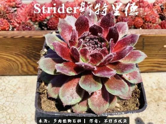 这是个什么神仙草？我被*引勾**了！不能自己一个人进坑！