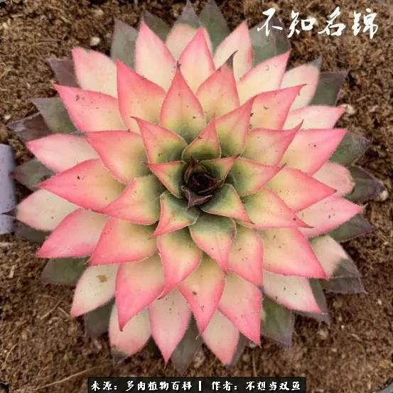 这是个什么神仙草？我被*引勾**了！不能自己一个人进坑！