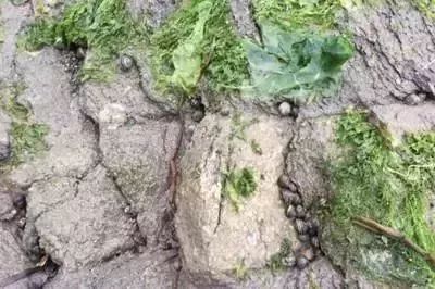 大连赶海全攻略金石滩,大连本地人最爱去的赶海海滩