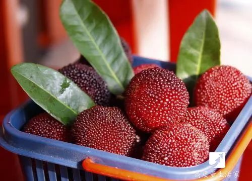 洗杨梅用什么去虫卵,洗杨梅加什么才能驱虫子呢