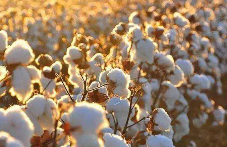 有了这三款宫里来的“护身福”,下半年的水逆统!统!退!散