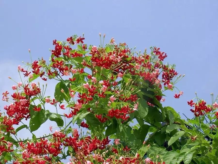 100种爬藤植物花墙,15种常用的园林观花爬藤植物