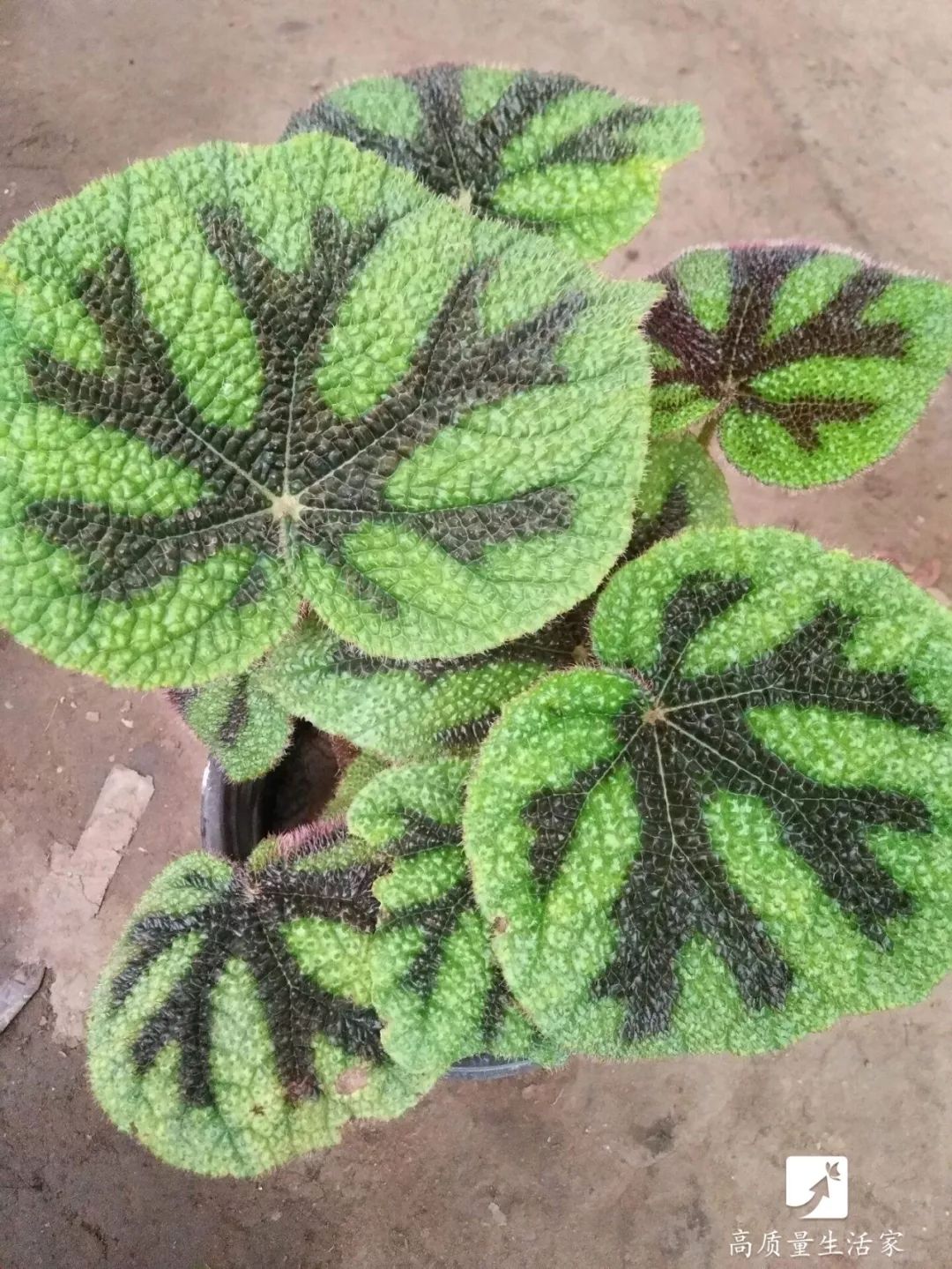 吸甲醛最好的植物排行,甲醛克星植物排行榜