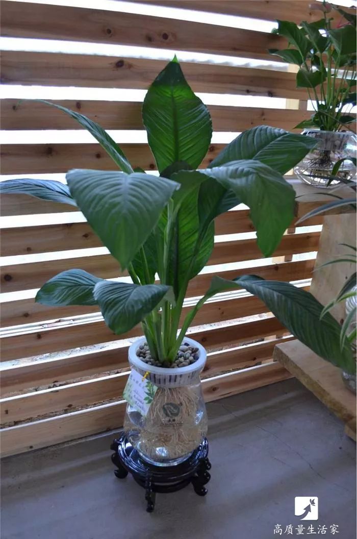 什么植物能吸收甲醛还能净化空气,吸甲醛最好的植物哪种排名第一