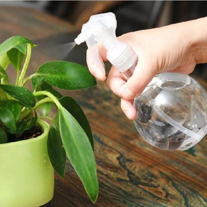 天太热怎么给花降温,天太热给花花草草浇水