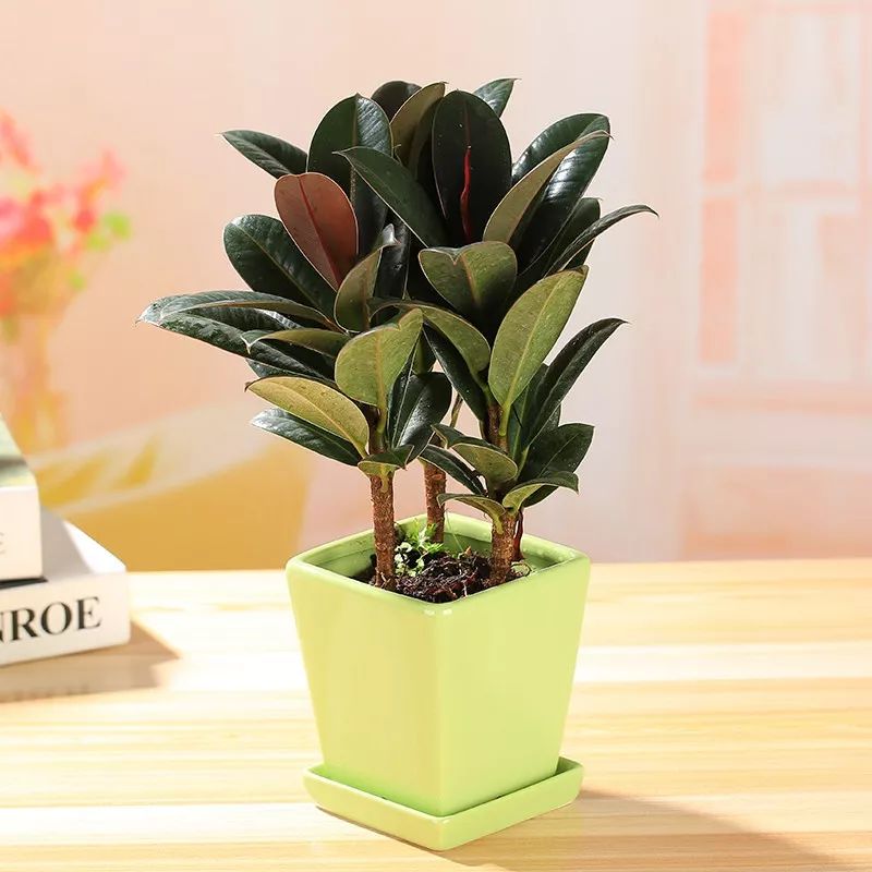 天太热怎么给花降温,天冷植物怎么淋水