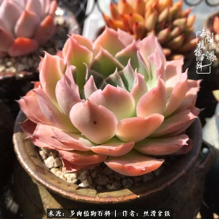 夏季比较耐晒的多肉,夏日的多肉