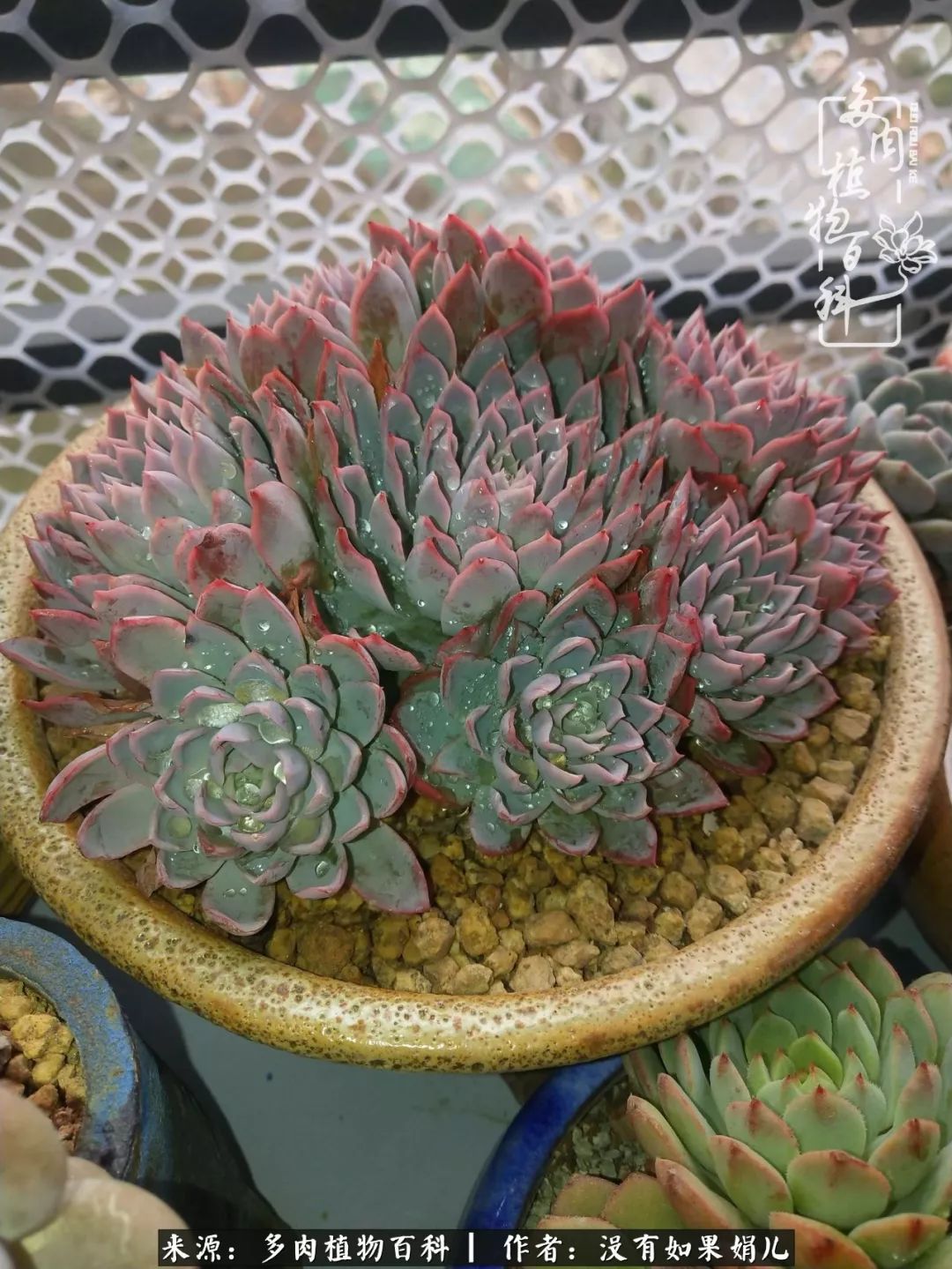 一个80后的养殖人,农村80后养肉人