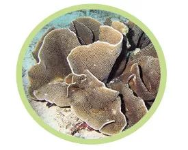 海水小百科四间雀,海水鱼小百科